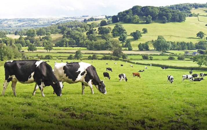 Food & Feed Additive